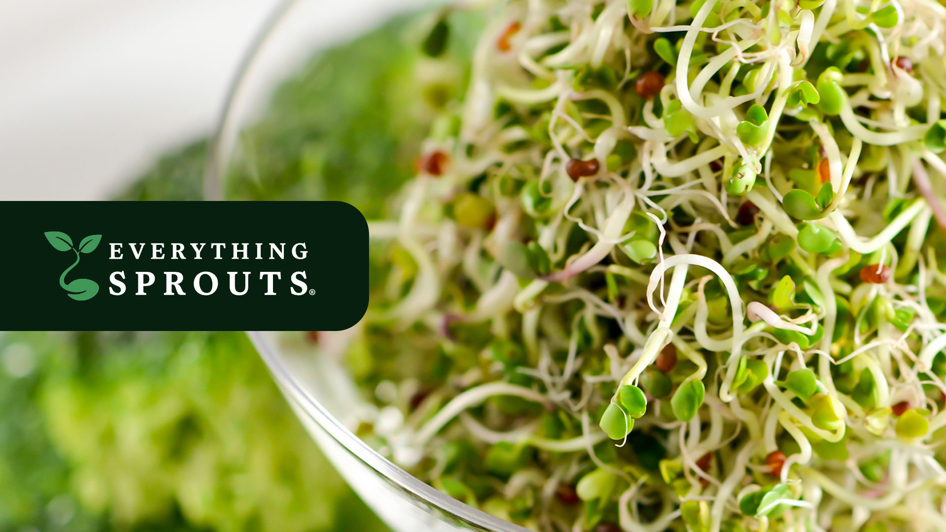 Everything Sprouts